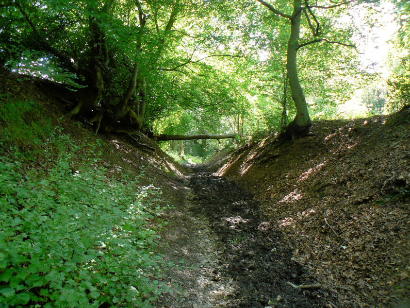Fox Lane Fox Lane